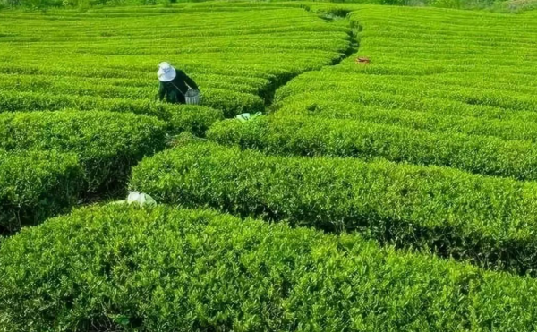 白茶的发源地,白茶的始发地是福建图5