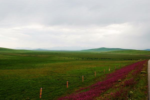 长征草地在什么地方,红军过草地是什么地方图2