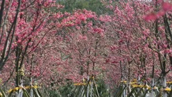 贵阳樱花园在哪里,贵阳哪里可以看樱花的地方图3