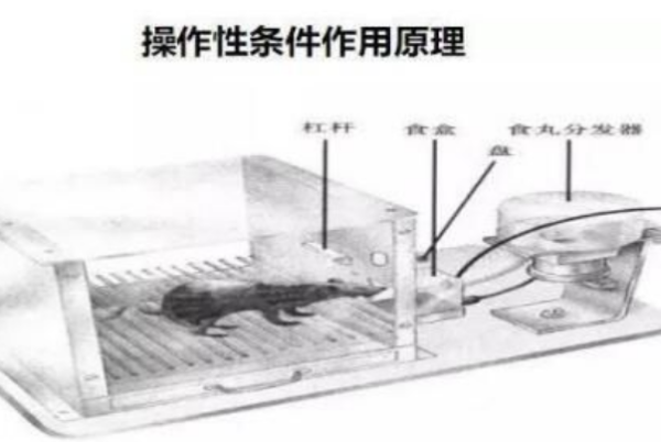 斯金纳的条件反射是什么反射,桑代克和斯金纳所研究的条件反射叫图1