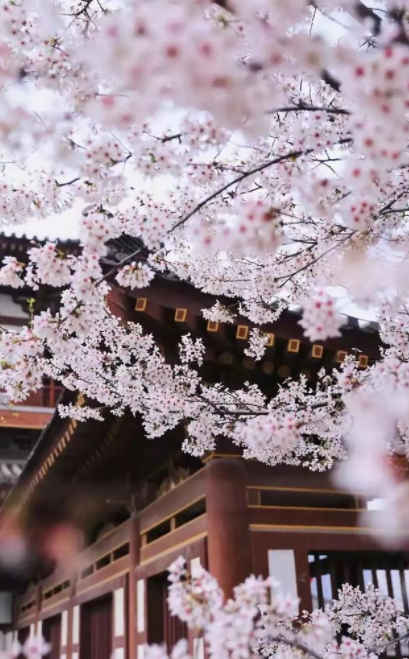 西安有樱花,西安看樱花去哪里好图1