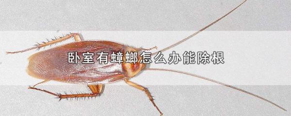 房间有蟑螂怎么办能除根,卧室里有蟑螂怎么彻底清除干净图3