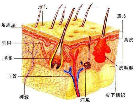 皮肤九小层分别是什么,皮肤各个层次的作用图1