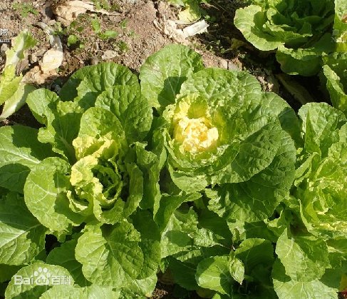 大白菜是不是植物,白菜花属于哪一类的植物图1