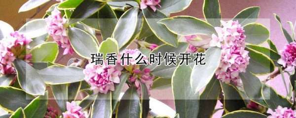 瑞香花什么时候开花,金边瑞香什么时候开花图3