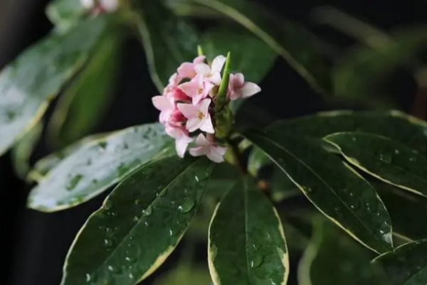 瑞香花什么时候开花,金边瑞香什么时候开花图4