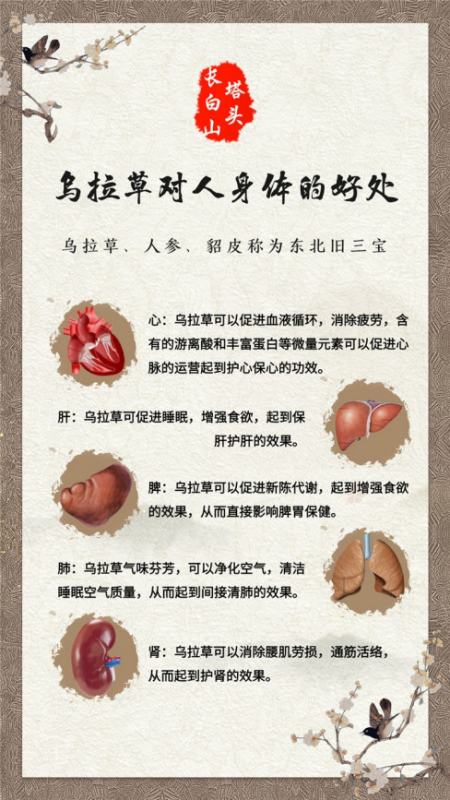 乌拉草有什么用处,乌拉草的用途 它有什么功效和作用图6