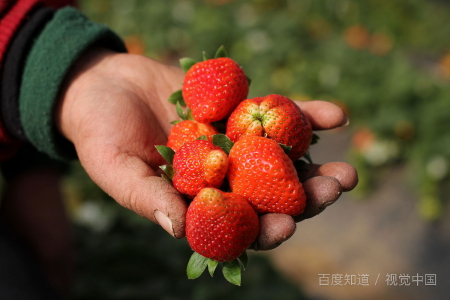 草莓储存温度是多少,草莓怕冻不图2