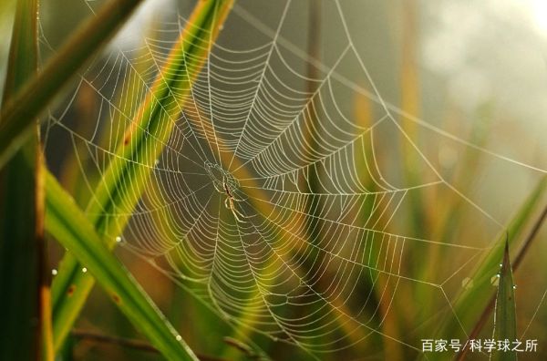 蜘蛛织的网会网住蜘蛛吗,蜘蛛是如何织网的它为什么又不会被自己织的网粘住图2