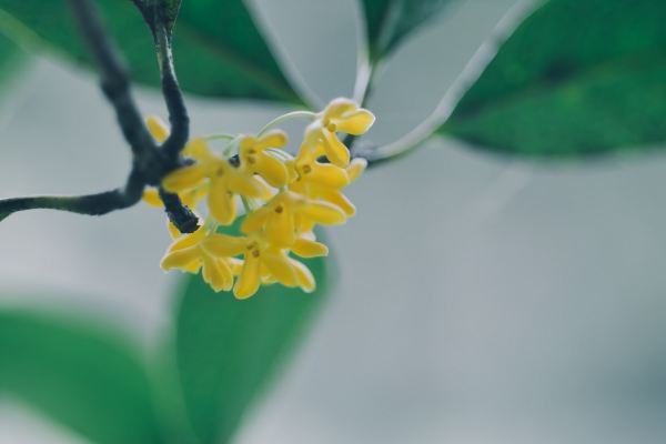 桂花的功效与作用主治,桂花的功效与作用有哪些图3