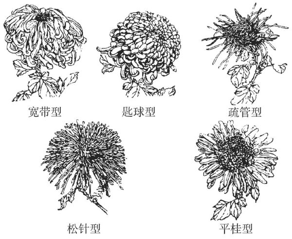 四季菊有哪些品种,菊花有多少种品种图2