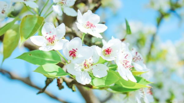 梨花有哪几种颜色,春天里的花有什么颜色图3