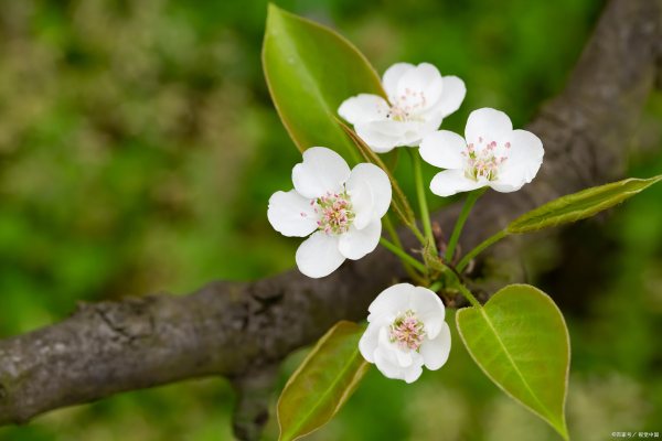 梨花有哪几种颜色,春天里的花有什么颜色图4