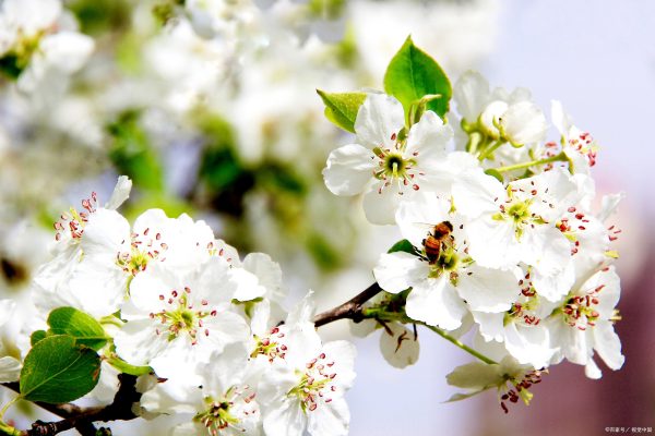 梨花有哪几种颜色,春天里的花有什么颜色图7