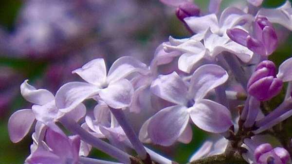 丁香花是花 丁香花有什么颜色,丁香花是什么颜色图1