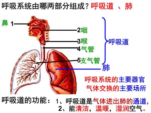 什么外呼吸运动提供了动力,呼吸的间接动力是什么图1