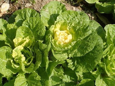 冬季应季水果和蔬菜,每个季节的应季蔬菜有哪些图3