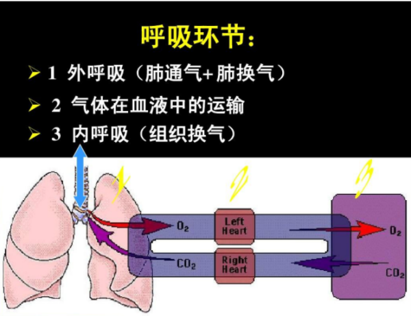 什么叫潮式呼吸,陈施呼吸节律中呼吸变为深快的主要机制是图1