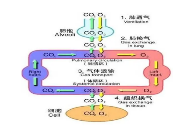 什么叫潮式呼吸,陈施呼吸节律中呼吸变为深快的主要机制是图2