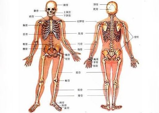 人身体部位的名称有哪些,身体部位名称图1