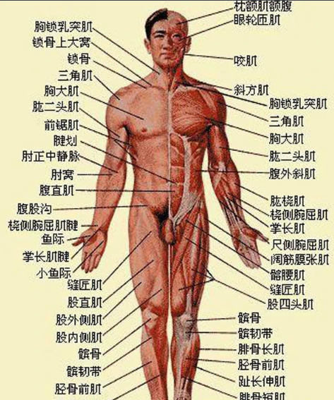 人身体部位的名称有哪些,身体部位名称图2