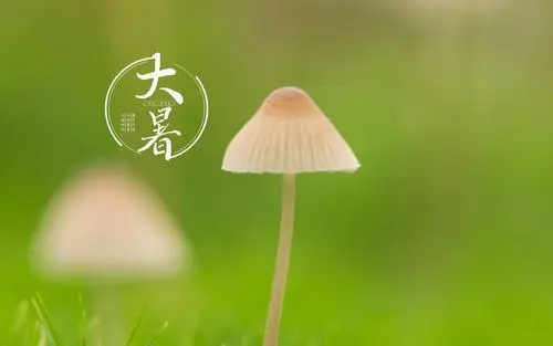 大暑的由来和风俗简介,大暑的来历和风俗图1