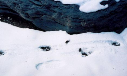 小羊的脚印像什么形状,小羊在雪地里的脚印像什么一年级图2