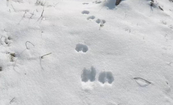 小羊的脚印像什么形状,小羊在雪地里的脚印像什么一年级图4