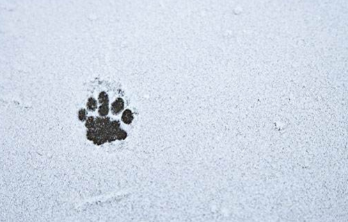 大象在雪地里踩的脚印像什么,小动物的脚印踩在雪地里像什么图3