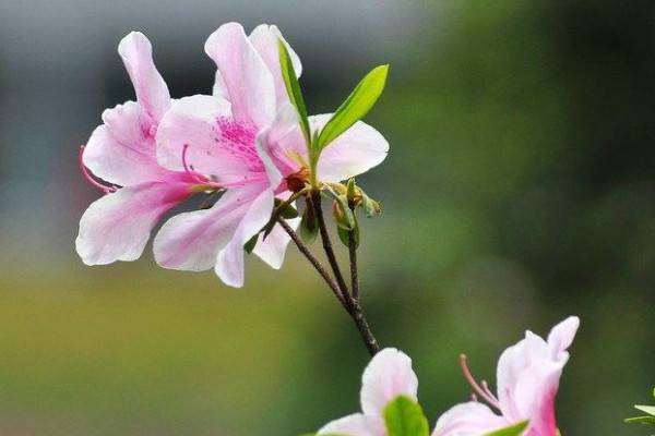 杜鹃花有毒,杜鹃花有毒可以在家里养图5