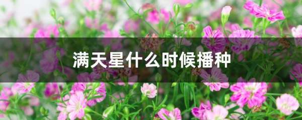 满天星适合什么季节种,满天星种子适合什么时候种植图1