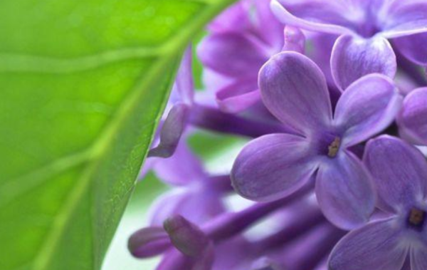 丁香花是花 丁香花有什么颜色,丁香花是什么颜色的图1