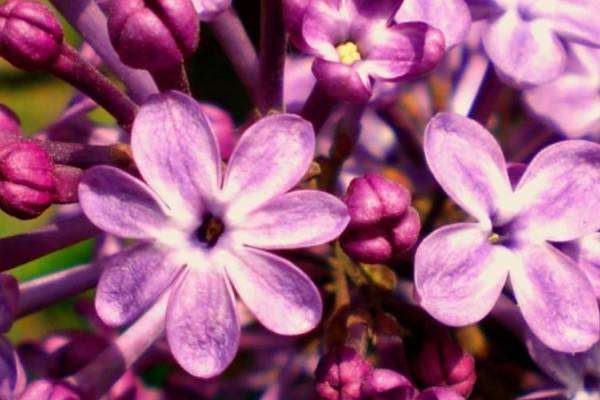 丁香花是花 丁香花有什么颜色,丁香花是什么颜色的图3