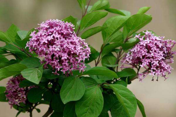 丁香花是花 丁香花有什么颜色,丁香花是什么颜色的图6