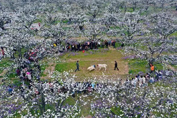 莱阳梨花节什么时间,梨花节是什么时候图1