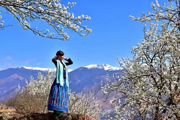 莱阳梨花节什么时间,梨花节是什么时候图2