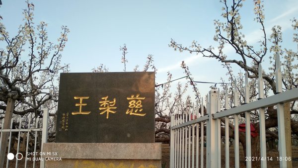 莱阳梨花节什么时间,梨花节是什么时候图5