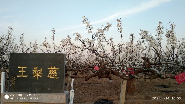 莱阳梨花节什么时间,梨花节是什么时候图6