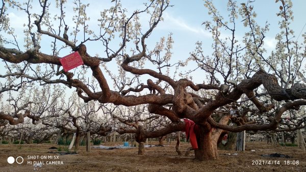 莱阳梨花节什么时间,梨花节是什么时候图7