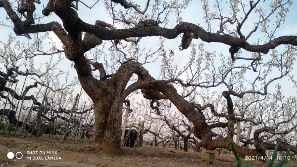 莱阳梨花节什么时间,梨花节是什么时候图8