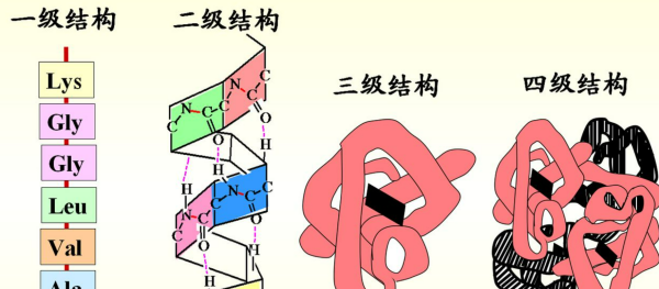 属于蛋白质二级结构是什么,蛋白质二级结构的维系力主要是图2