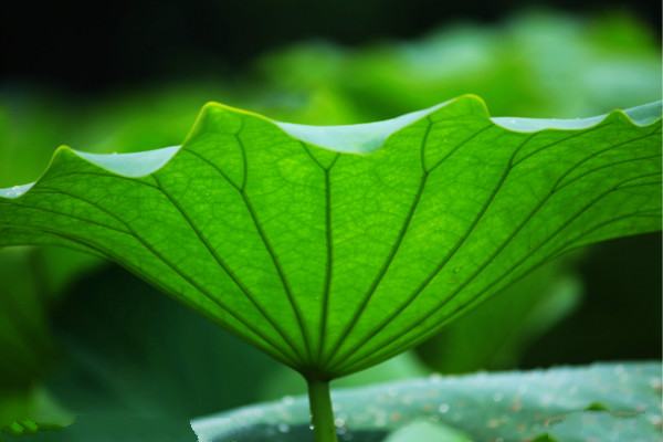 荷叶能减肥 荷叶竟然还能减肥,荷叶真的能减肥图4