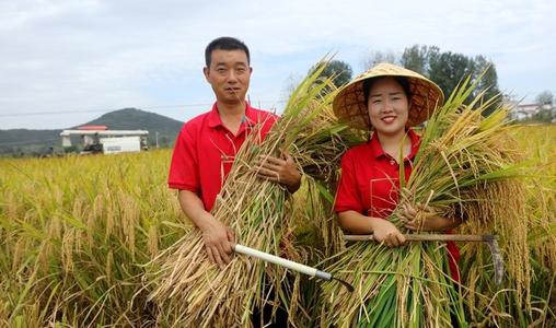 收割稻谷是哪一个季节,水稻收获季节图2