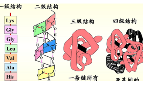 锌指结构属于蛋白质的几级结构,锌指结构属于蛋白质的几级结构图1