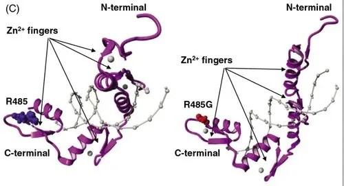 锌指结构属于蛋白质的几级结构,锌指结构属于蛋白质的几级结构图4