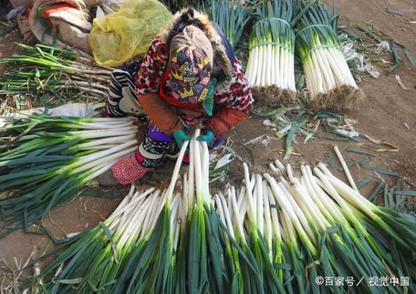 冬天储存大葱怕冻吗,大葱怕冻储存大葱的最佳温度是多少图1