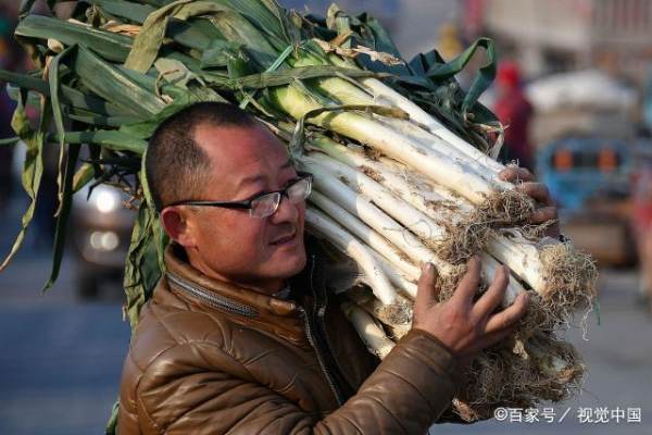 冬天储存大葱怕冻吗,大葱怕冻储存大葱的最佳温度是多少图3