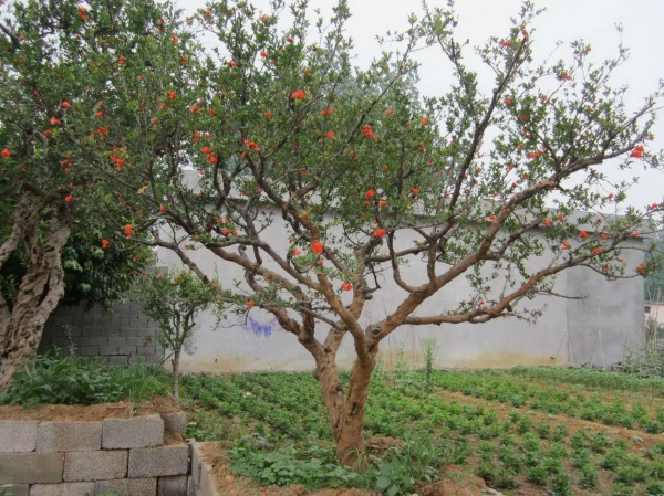 石榴树风水禁忌,石榴树破财风水 有什么讲究图1