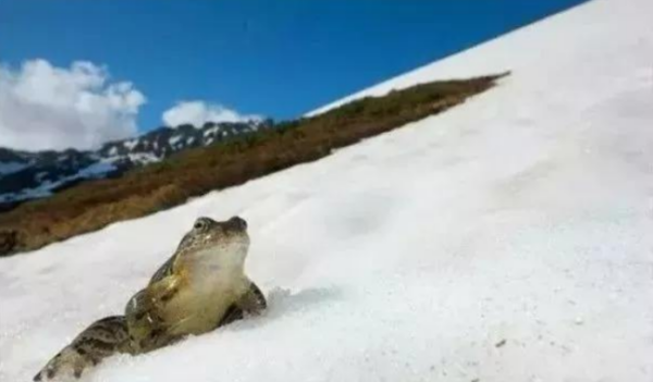 雪蛤的学名是,雪蛤到底是什么