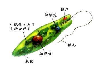 眼虫是植物还是动物,眼虫属于动物还是植物图1